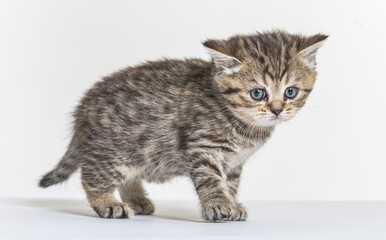 Obraz premium british longhair kitten on a white paper background