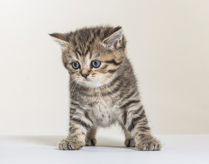 Fototapeta premium british longhair kitten on a white paper background