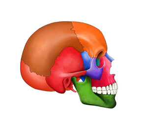 Head Skeleton Illustration