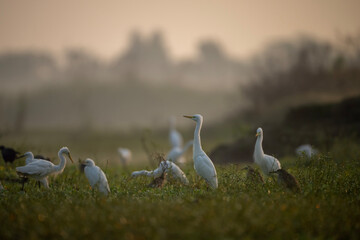 Great Egrets in Morning 