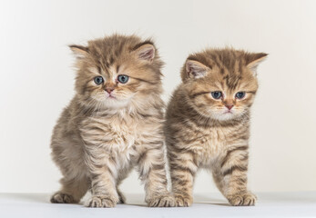 british longhair kitten on a white paper background