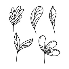 Line art botanical illustration vector on white background