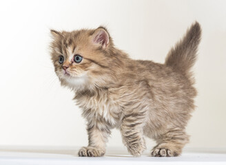british longhair kitten on a white paper background
