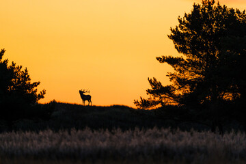 Silhouette of european red dear roaring on a dune in northern Germany at dawn