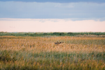 Obraz premium European red dear walking through the reeds and roaring at the German coast of peninsula Darss