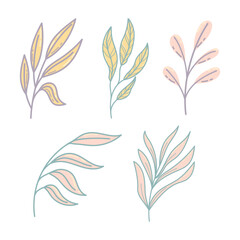 Botanical cute hand drawn illustration vector on white background