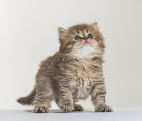 british longhair kitten on a white paper background