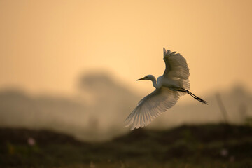 Great Egret  Flying in Morning  © tahir