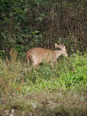 Naklejka na ściany i meble White-tailed deer walking through a grassy, wooded area of a forest surrounded by trees