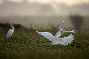 Great egrets Fighting in morning in Wetlan d