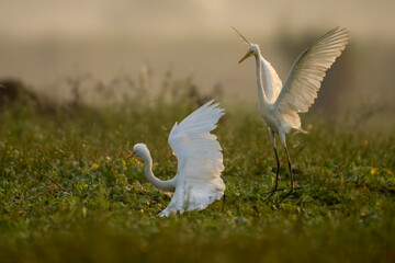 Fototapeta premium Great egrets Fighting in morning in Wetlan d
