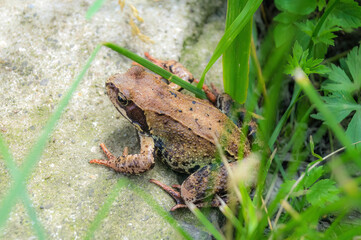 small brown frog sits among green grass