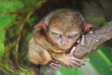 A tarsier in the Philippines strikes a humorous pose, resembling a tipsy reveler