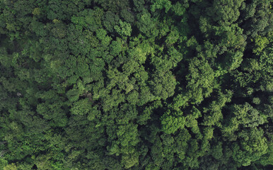 Fototapeta premium Aerial top view of green trees in forest. Drone view of dense green tree captures CO2. Green tree nature background for carbon neutrality and net zero emissions concept. Sustainable green environment.