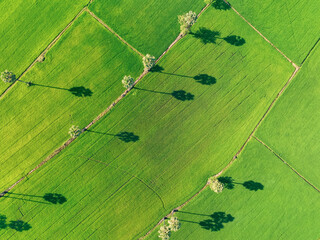 Aerial view of green rice field with trees in Thailand. Above view of agricultural field. Rice...