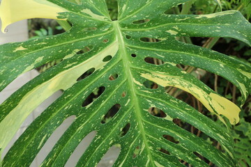 Fototapeta premium 植物