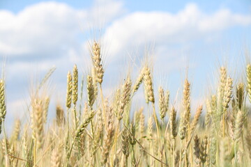 Fototapeta premium Vast golden field stretches towards the horizon