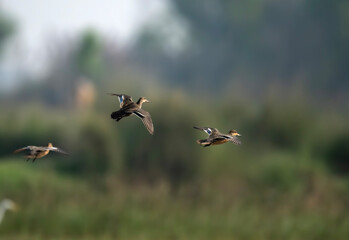 Ducks in flight 