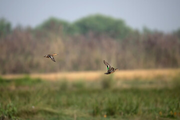 flying birds in the field