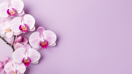 Orchid on pink background with copy space, Generative AI