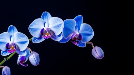 Orchid on dark blue background with copy space, Generative AI