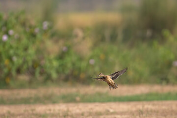 Green Winged Teal Duck Landing 