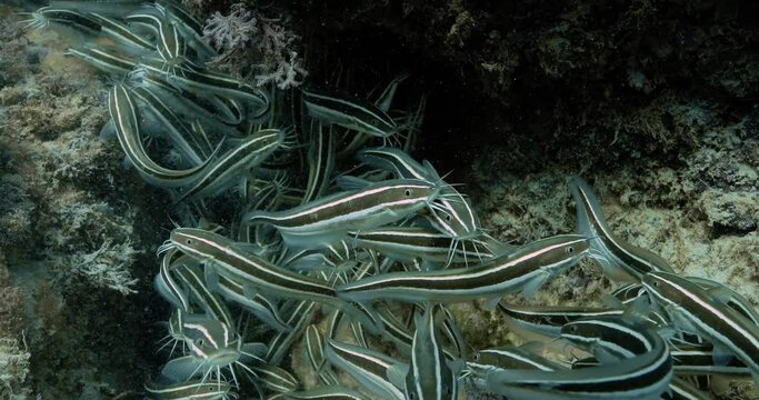 Very close shot of a School of catfish in the Indian Ocean.