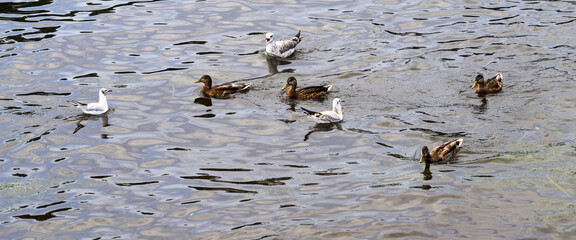 Waterfowl wild birds ducks and seagulls swim in the pond