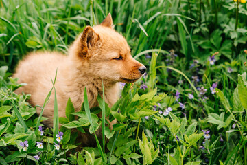 Pet. A red-haired dog. A Finnish pomeranian puppy, one month old, in the grass with flowers. Hunting, service Karelo-Finnish nimble dog. Karelian bear dog. Looks at the right