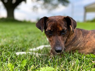 Small brown dog laying on a bed of lush green grass, gazing curiously down at the ground