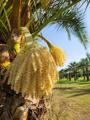 A flower bunch of date palm in a park.