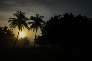 Obraz premium A rare view of sunrise or sunset over the tall coconut trees during a foggy day