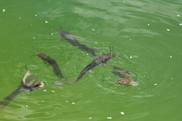 A beautiful closeup of catfish, or Siluriformes, eating puffed rice