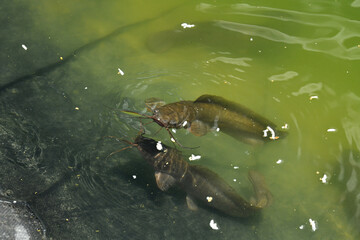 A beautiful closeup of catfish, or Siluriformes, eating puffed rice