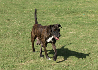 A female stray dog which is a crossbred of labrador