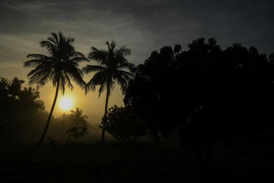 A rare view of sunrise or sunset over the tall coconut trees during a foggy day