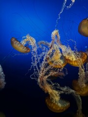 Group of jellyfish in a tranquil blue underwater setting. Pacific sea nettle, Chrysaora fuscescens.