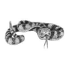 Rattlesnake, vintage drawn illustration in vector - obrazy, fototapety, plakaty