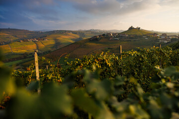 vineyards near Barbaresco, Piedmont in autumn - obrazy, fototapety, plakaty