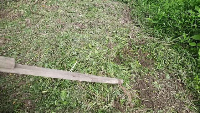 A farmer is cleaning grass using a fork, opening agricultural land, pulling out grass that has been cut. 4k footage