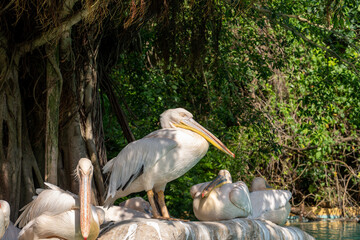 pelican on a rock