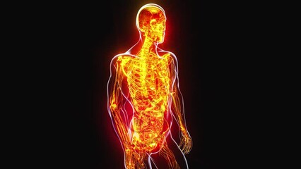 4K anatomy concept of a back pain and relief