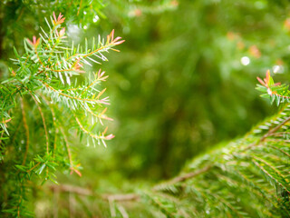 Abstract background of a  green pine tree Christmas natural bokeh, Beautiful abstract natural background. Defocused blurry sunny foliage of green pine trees Christmas background.