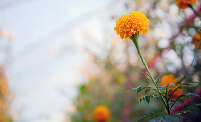 Beautiful orange marigold flowers in the field, Booming yellow marigold flower garden plantation in morning, close-up