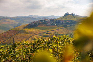 vineyards near Barbaresco, Piedmont in autumn - obrazy, fototapety, plakaty