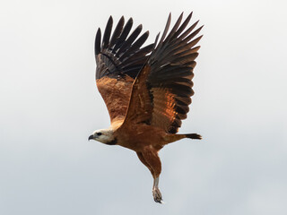 Black-Collared Hawk