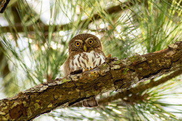 Ferruginous Pygmy-Owl