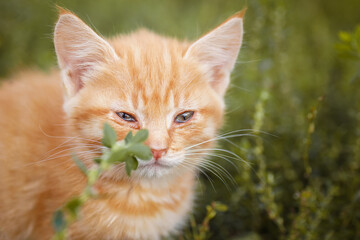 red kitten in green grass
