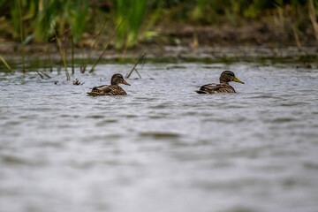 gray ducks swim along the river near the reeds