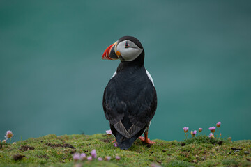Atlantic puffin
